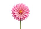 pngtree-vibrant-3d-pink-flower-isolated-on-white-background-png-image_14207553.png (140×100)